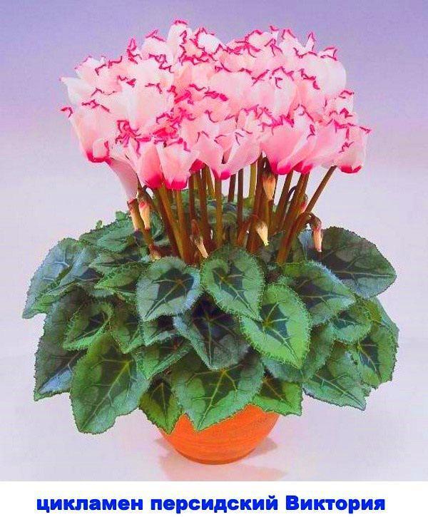 cyclamen persan victoria