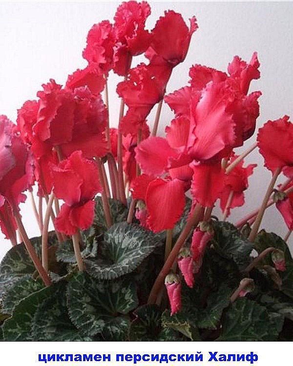 calife persan cyclamen