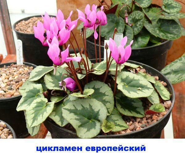 cyclamen européen