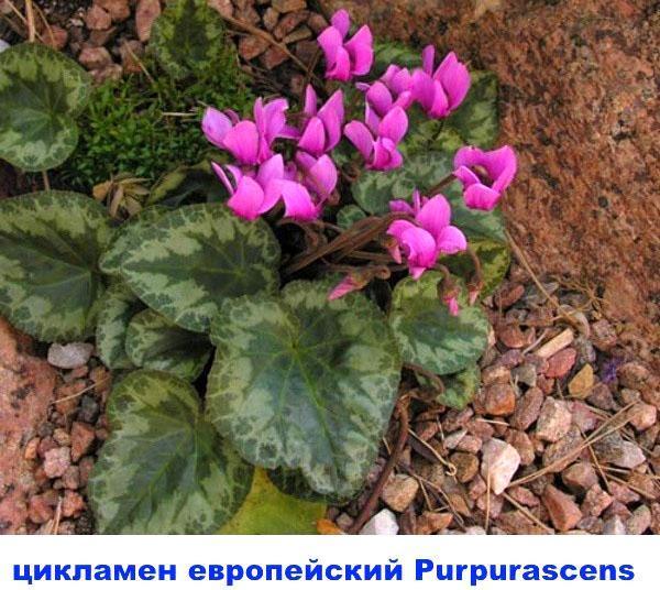 cyclamen purpurascens européen