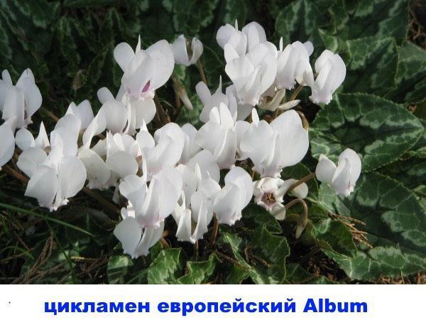 Album Européen de Cyclamen