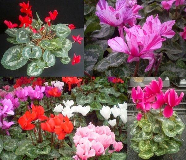 différents types de cyclamens