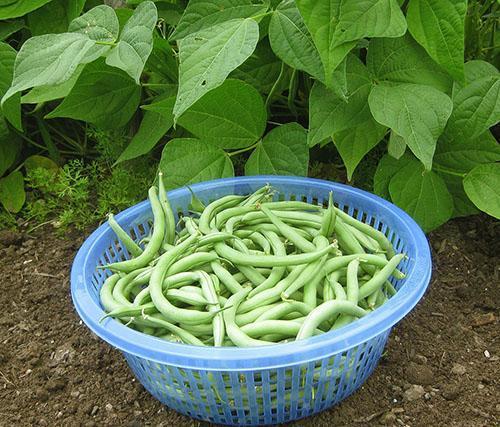 Ficelle de haricots verts lac bleu