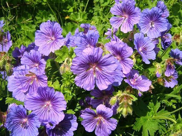 Le géranium est magnifique en fleur