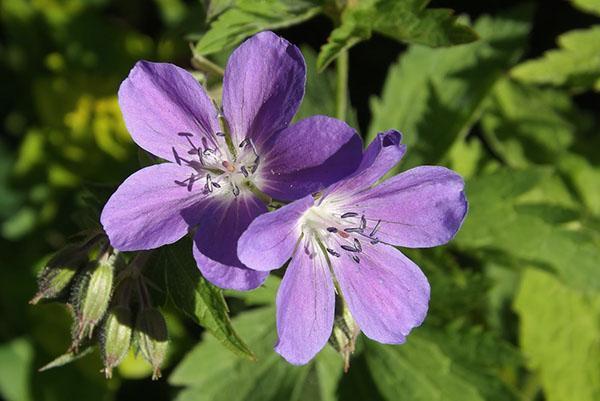 Forêt Géranium Mayflower