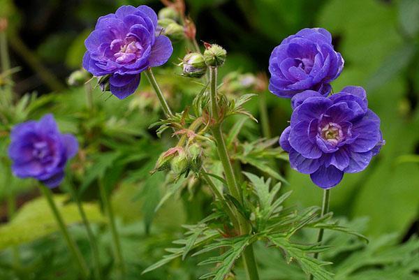 Fleurs inhabituelles de géranium des prés