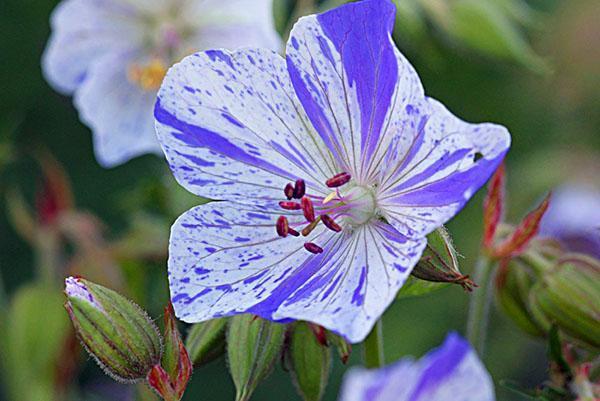 Fleurs panachées de géranium des prés