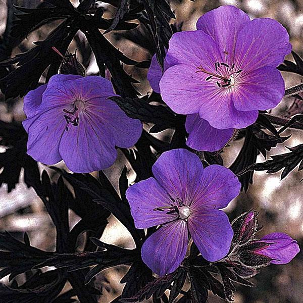 Variétés de géraniums de jardin vivaces Purple Haze