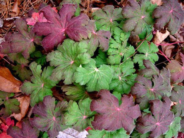 Feuillage d'automne de géranium de jardin