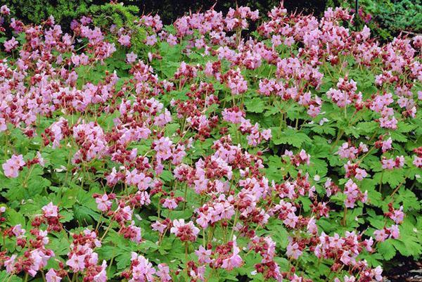 Géranium à gros rhizome en fleurs