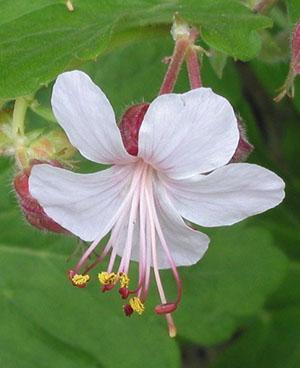 Variétés de géranium à gros rhizome Album