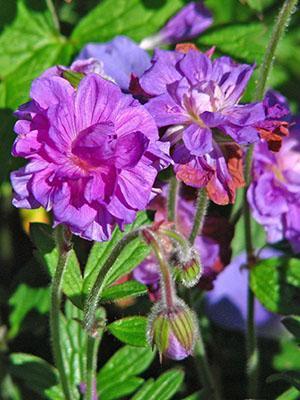 Géranium Himalaya Plénum