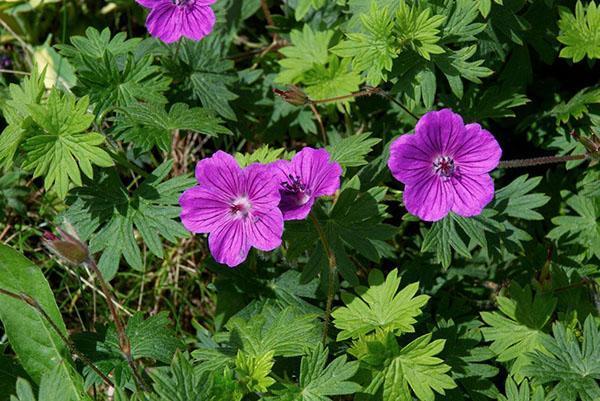 Géranium rouge sang en fleurs