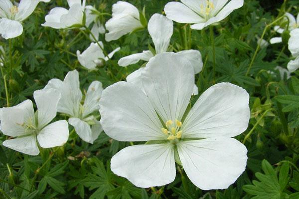 Album jardin fleur de géranium