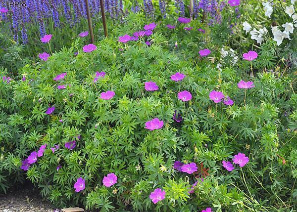 Géranium de jardin fleuri