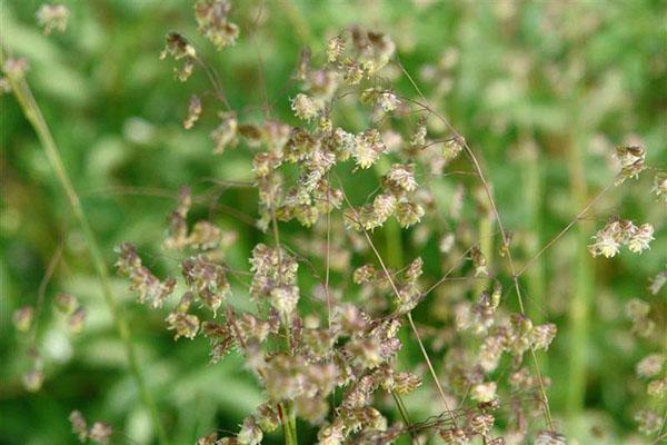 herbe tremblante