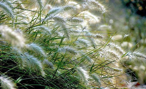 plantes céréalières