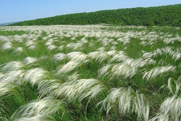 herbe à plumes dans la nature